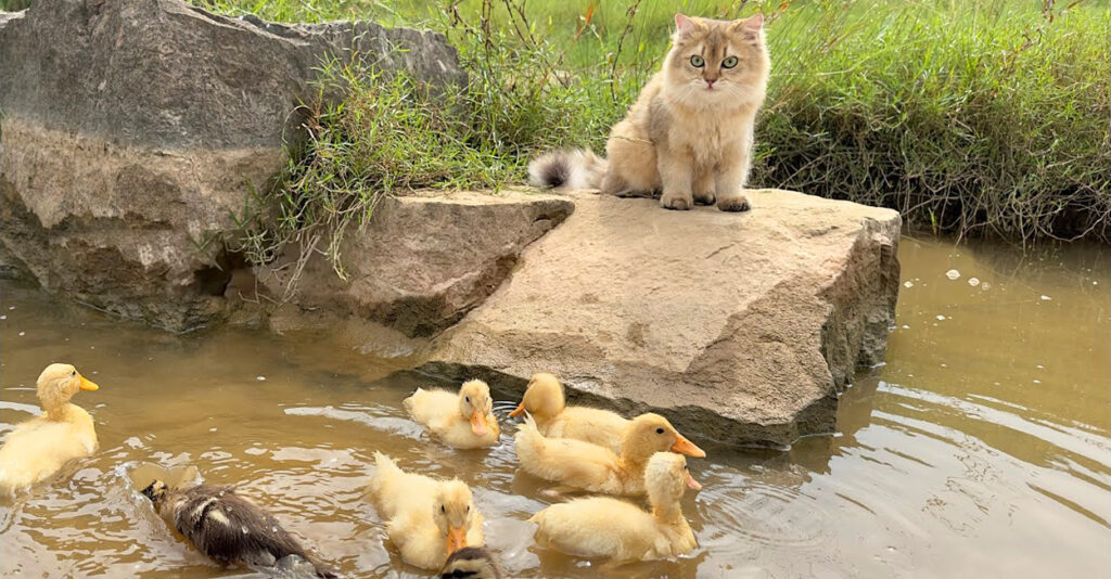 とっても面倒見の良い猫さん。アヒルのヒナ達を遊ばせるために川まで