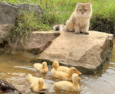 とっても面倒見の良い猫さん。アヒルのヒナ達を遊ばせるために川まで連れて行って、一緒に帰宅する様子が優しかった♡