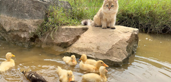 ヒナ達を川で遊ばせる猫