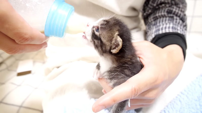 ミルクを飲む子猫