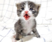 最高の笑顔と可愛い鳴き声でミルクの登場を待つ子猫達。その元気いっぱいのおねだり姿に思わず目を奪われる (ㆁωㆁ)♡