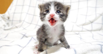 最高の笑顔と可愛い鳴き声でミルクの登場を待つ子猫達。その元気いっぱいのおねだり姿に思わず目を奪われる (ㆁωㆁ)♡ ミルクをおねだりする子猫