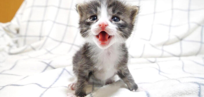 最高の笑顔と可愛い鳴き声でミルクの登場を待つ子猫達。その元気いっぱいのおねだり姿に思わず目を奪われる (ㆁωㆁ)♡