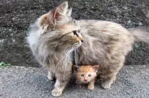 母猫と子猫