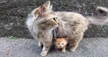 子猫がカリカリを食べていたら母猫がやって来た♪ 優しい母猫に見守られながら、愛らしく動き回る子猫が可愛かった♡