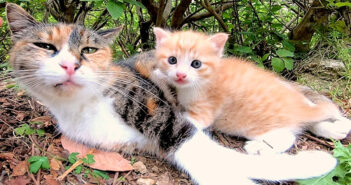 優しく子猫に話し掛けながら、温かい眼差しで子猫を見守る母猫。とっても仲良しな親子の絆に心がホッとする (*´ェ`*) 仲良し親子