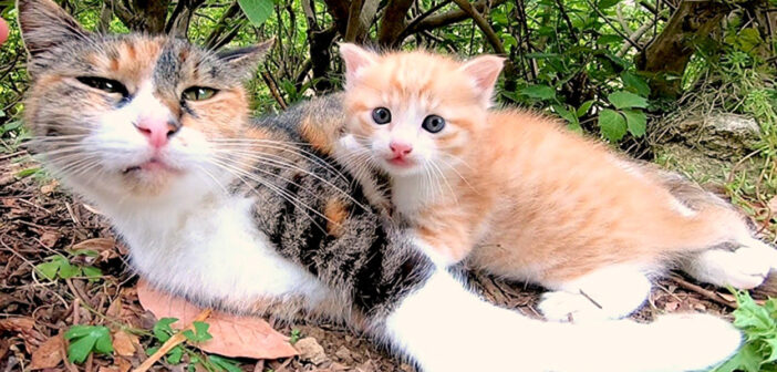 優しく子猫に話し掛けながら、温かい眼差しで子猫を見守る母猫。とっても仲良しな親子の絆に心がホッとする (*´ｪ｀*)