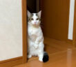 自分の声が気になる猫