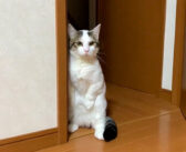 自分の鳴き声を警戒する猫さん。ドキドキしながら立ち上がって、愛らしい仕草で聞き耳を立てる様子が可愛すぎる♡