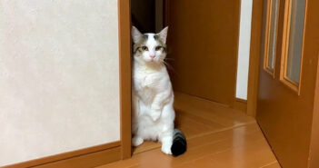 自分の鳴き声を警戒する猫さん。ドキドキしながら立ち上がって、愛らしい仕草で聞き耳を立てる様子が可愛すぎる♡