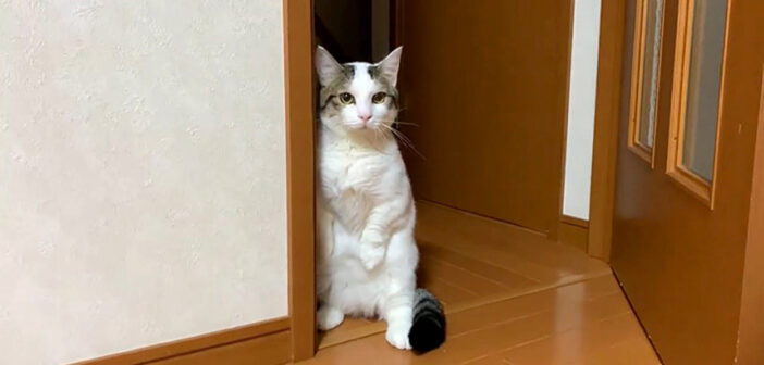 自分の鳴き声を警戒する猫さん。ドキドキしながら立ち上がって、愛らしい仕草で聞き耳を立てる様子が可愛すぎる♡