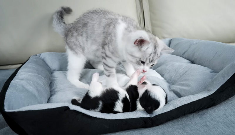 子犬を心配する子猫