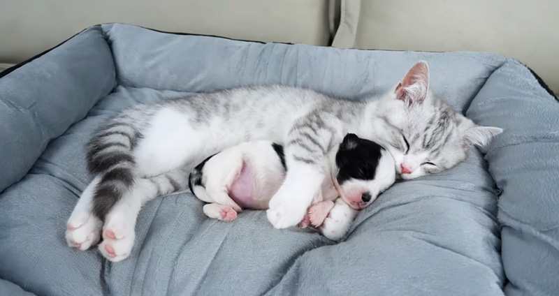 子犬を抱きしめる子猫
