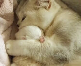 生後4日の子猫をギュッと抱き締めながら寝かしつける母猫。その愛情いっぱいの優しい姿に自然と心がポカポカに♡