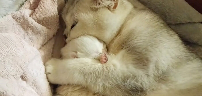 生後4日の子猫をギュッと抱き締めながら寝かしつける母猫。その愛情いっぱいの優しい姿に自然と心がポカポカに♡