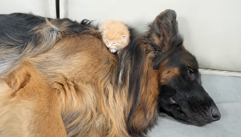 犬に乗る子猫