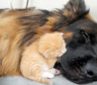 犬に寄り添う子猫