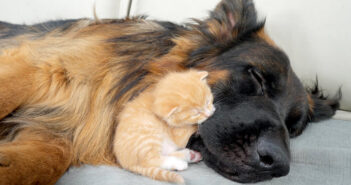 犬に寄り添う子猫
