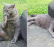引っ越し先で出会った猫