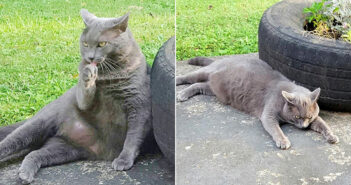 引っ越した家の庭に、いつも同じ猫がいることに気付いた女性。内気な猫と数年かけて仲良くなって、ついに本当の家族に！
