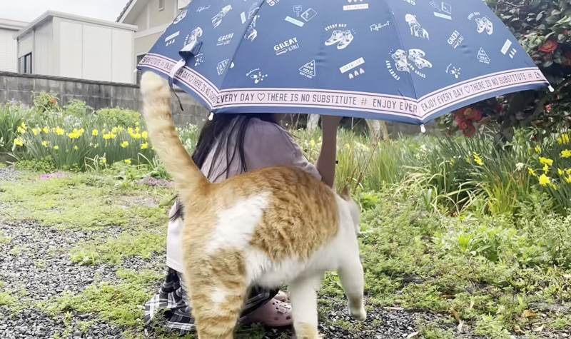 女の子に感謝の気持ちを伝える猫