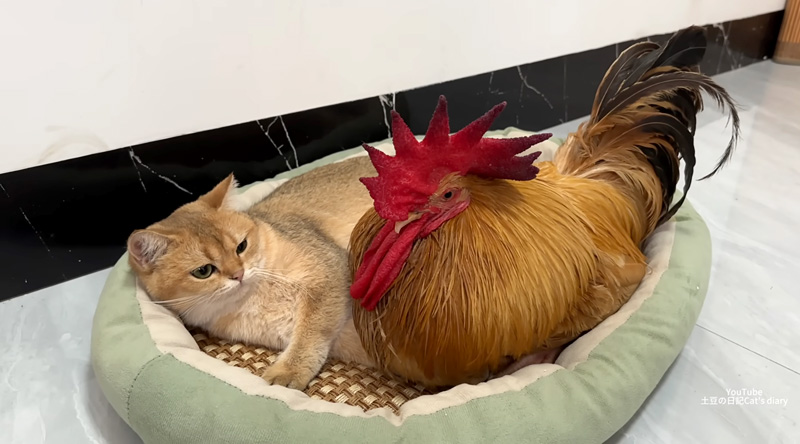 寄り添う子猫とニワトリ
