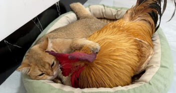 ニワトリにどこにも行って欲しくなくて、抱きしめながら眠る子猫。ニワトリの方もまんざらでもないようで… ( *´艸`)♡ ニワトリを抱きしめる子猫