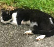 仲良くなった野良猫