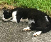 仲良くなった野良猫が、ある日突然姿を消した。保健所のページでそっくりな猫の写真を見つけ、間一髪のところで助け出す