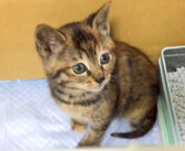 母親を呼び、何時間も鳴き続けていた子猫。優しい家族に保護されると安心したようで、幸せいっぱいの変化が (*´ｪ｀*)
