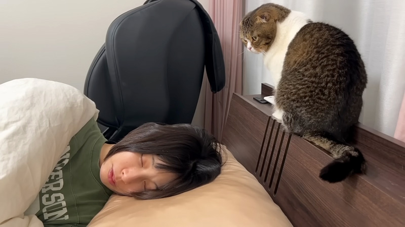 ママが起きるのを待つ猫