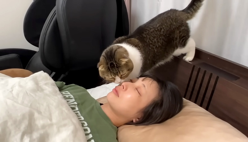 ママを起こす猫