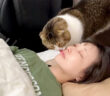 ママを起こす猫