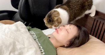 ママを起こす猫