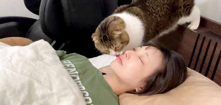 ママを起こす猫