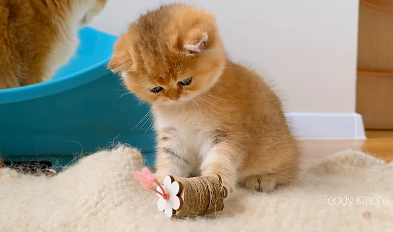 オモチャで遊ぶ子猫