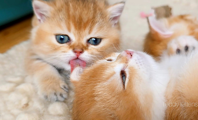 姉猫を毛づくろいする子猫