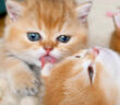 姉猫を毛づくろいする子猫