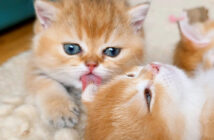 姉猫を毛づくろいする子猫