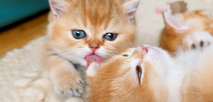 姉猫を毛づくろいする子猫