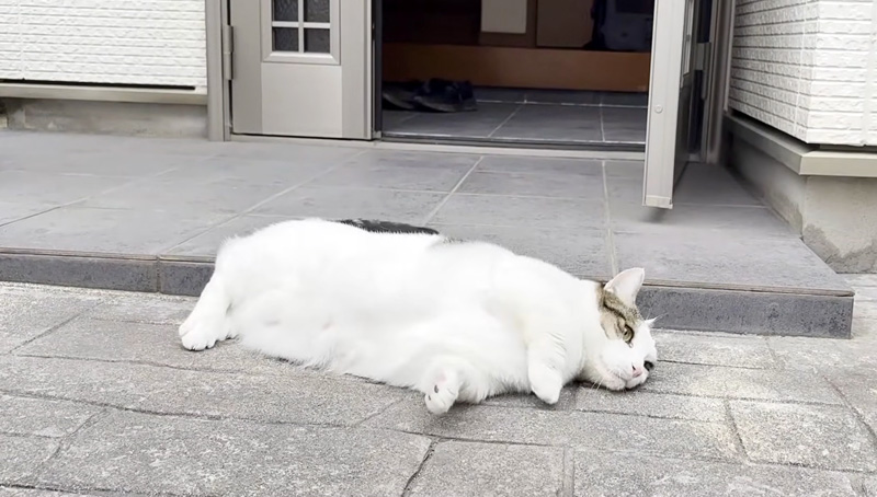 玄関先で転がる猫