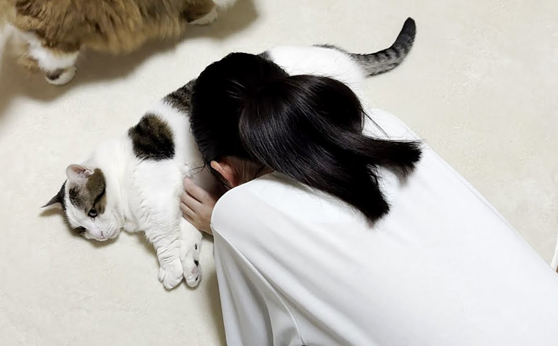 お姉ちゃんにお腹を差し出す猫