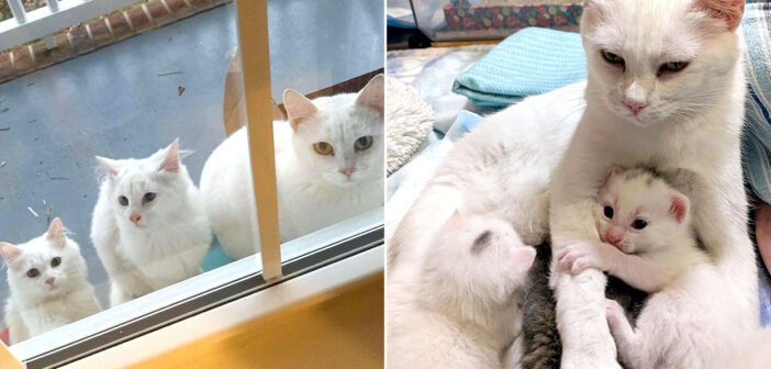 子猫達を連れて窓の外に現れた母猫。安全な家の中で暮らせることに感謝しながら、2週間後に新たな子猫達を出産する！