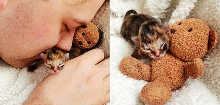 母親に育児を放棄された未熟児の子猫。何度も命を救ってくれた家族に、たくさんの「ありがとう」を伝える