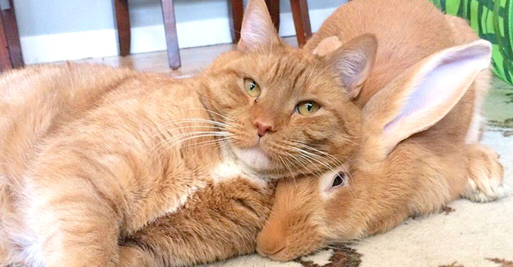 仲良しキャンディ♡うさぎ&ねこ rabbit_cat_title-1024x534.jpg