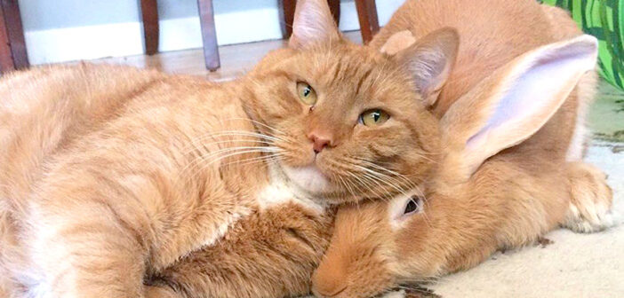 保護先の家で先住猫に迎えられたウサギ。ふたりはすぐに心を通わせて、誰もが驚くほどの仲良しに！