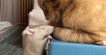 同じ屋根の下で暮らし始めた猫とネズミ。一瞬で意気投合して、誰もが驚くほどの深い絆で結ばれる！