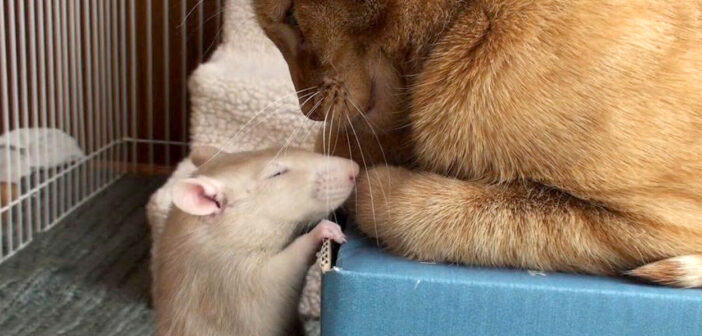 同じ屋根の下で暮らし始めた猫とネズミ。一瞬で意気投合して、誰もが驚くほどの深い絆で結ばれる！