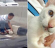 車道にいた猫