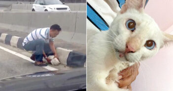 高速道路で動けなくなっていた猫。多くの車が走り抜ける中、優しい男性が猫の命を救い出す! 車道にいた猫